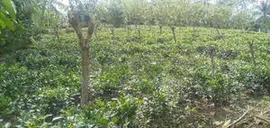 Galle : 6 Acer Tea And Cinnamon Estate for Sale at Gonamulla
