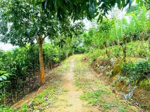 Galle : 6 Acer Tea And Cinnamon Estate for Sale at Gonamulla