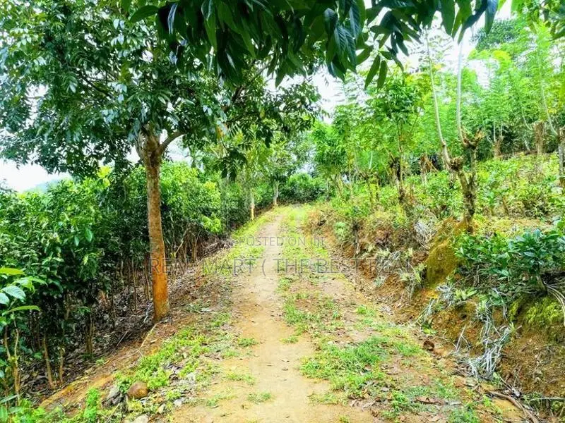 Galle : 6 Acer Tea And Cinnamon Estate for Sale at Gonamulla