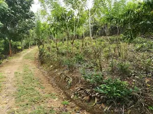 Galle : 6 Acer Tea And Cinnamon Estate for Sale at Gonamulla