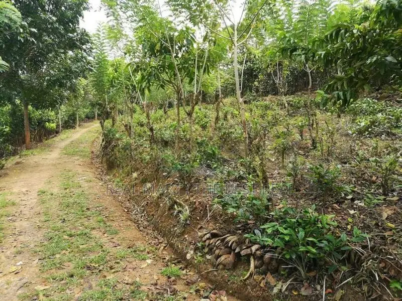 Galle : 6 Acer Tea And Cinnamon Estate for Sale at Gonamulla