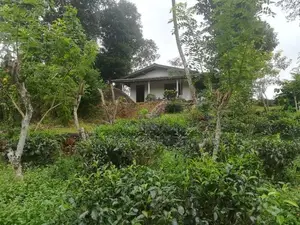 Galle : 6 Acer Tea And Cinnamon Estate for Sale at Gonamulla