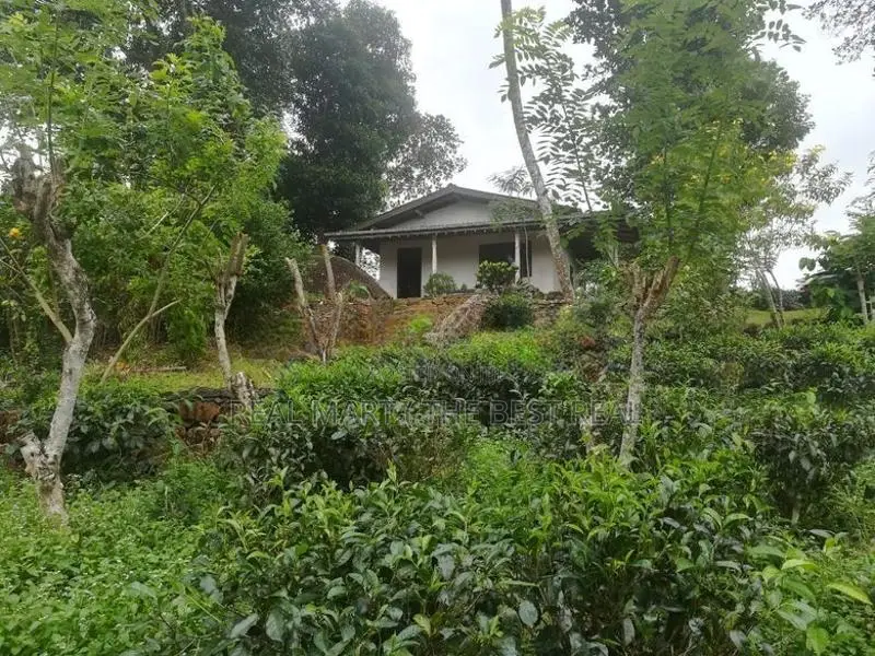 Galle : 6 Acer Tea And Cinnamon Estate for Sale at Gonamulla