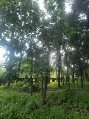 Land For Sale In Bellanvila