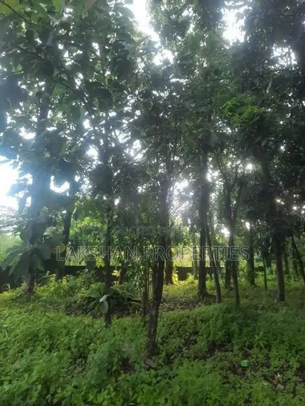 Land For Sale In Bellanvila