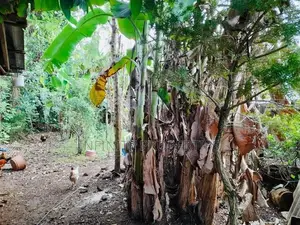 (AFA804) 17.17 P Land for sale At Facing Chapel Road Nugegoda
