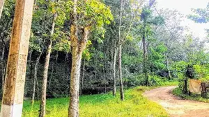 19 Acre Land Sale at Nebada Kalutara