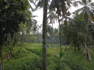 8 Acars Coconut Land Katunayaka Negombo Dagonna