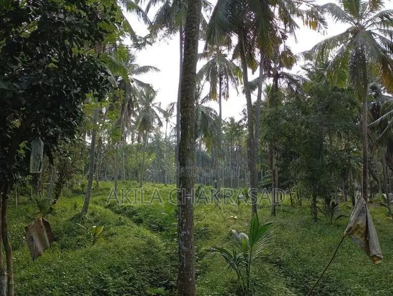 8 Acars Coconut Land Katunayaka Negombo Dagonna