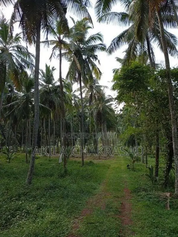 8 Acars Coconut Land Katunayaka Negombo Dagonna