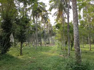 8 Acars Coconut Land Katunayaka Negombo Dagonna