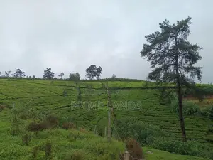 Urban Hills Nuwara Eliya Road Land