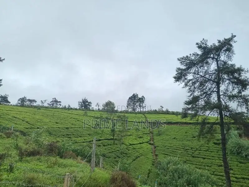 Urban Hills Nuwara Eliya Road Land