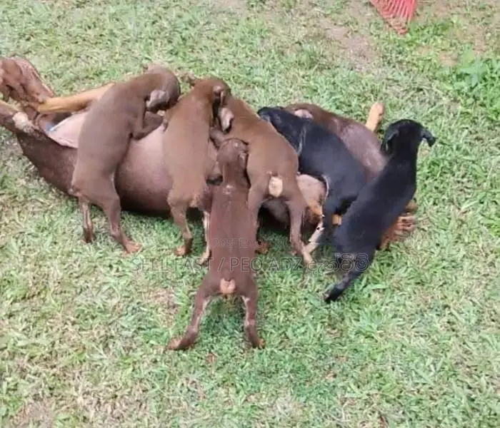 Doberman ( ඩොබමන් ) Puppies