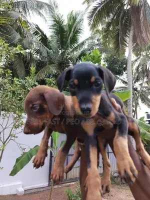 Doberman ( ඩොබමන් ) Puppies