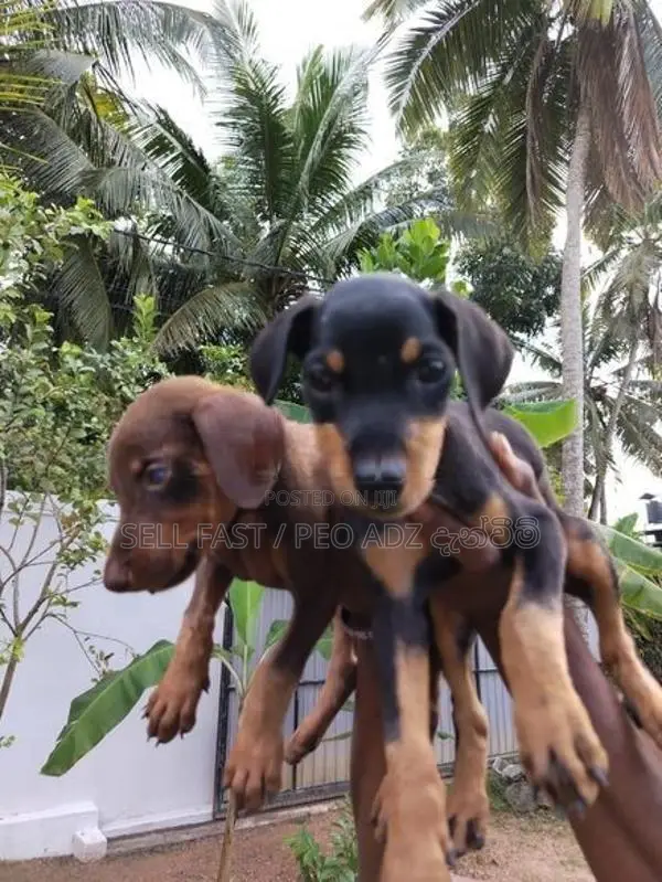 Doberman ( ඩොබමන් ) Puppies