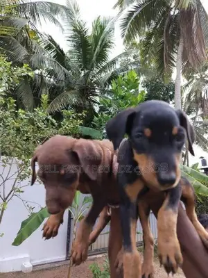 Doberman ( ඩොබමන් ) Puppies