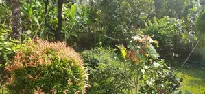 Land for Sale in Thalawathugoda Kalalgoda Preethimawatha