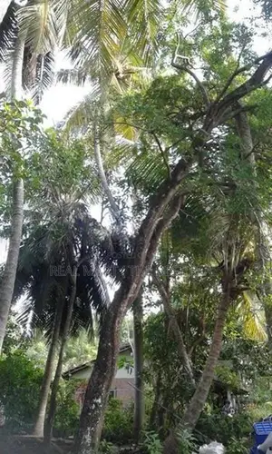 Negombo: 60 Perches Land for Sale at Pitipana