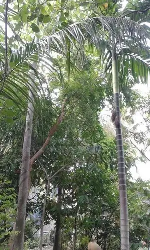 Negombo: 60 Perches Land for Sale at Pitipana