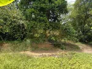 10-Perch Land Overlooking Paddy Field for Sale in Thalawathugoda