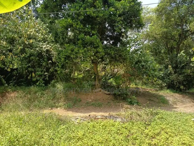 10-Perch Land Overlooking Paddy Field for Sale in Thalawathugoda