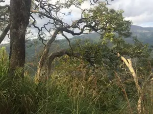 3084.2P Bare Land for Sale in Wellawaya Road, Ella (SL 14585)