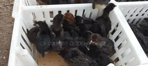 கோழி குஞ்சு