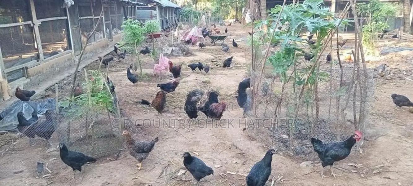 கோழி குஞ்சு