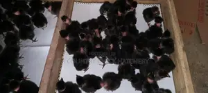 கோழி குஞ்சு