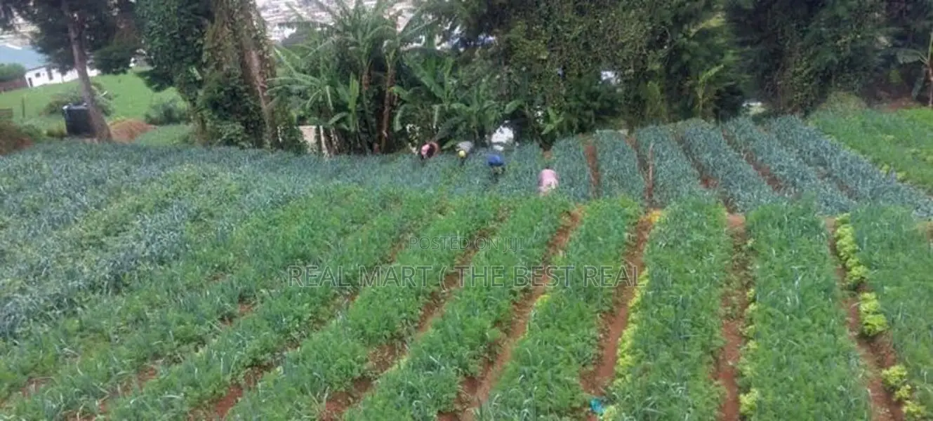 Nuwara Eliya : 148 Perches Land for Sale