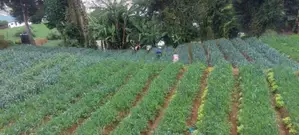Nuwara Eliya : 148 Perches Land for Sale