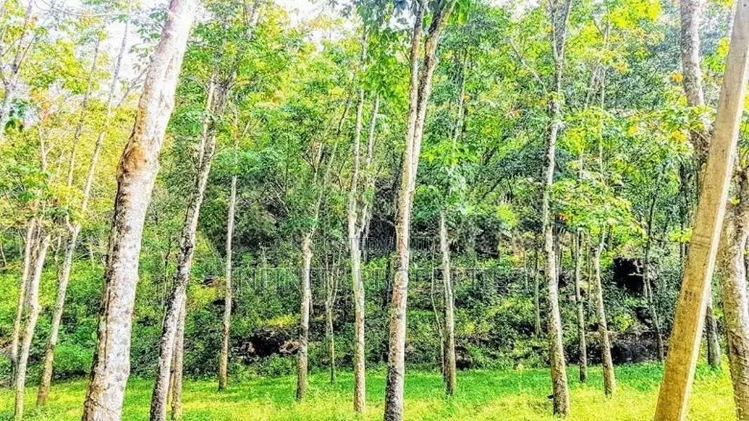 19 Acre Land Sale At Nebada Kaluthara