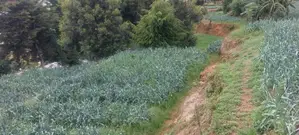 Nuwara Eliya : 148 Perches Land for Sale