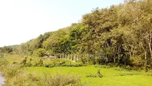 19 Acre Land Sale At Nebada Kaluthara