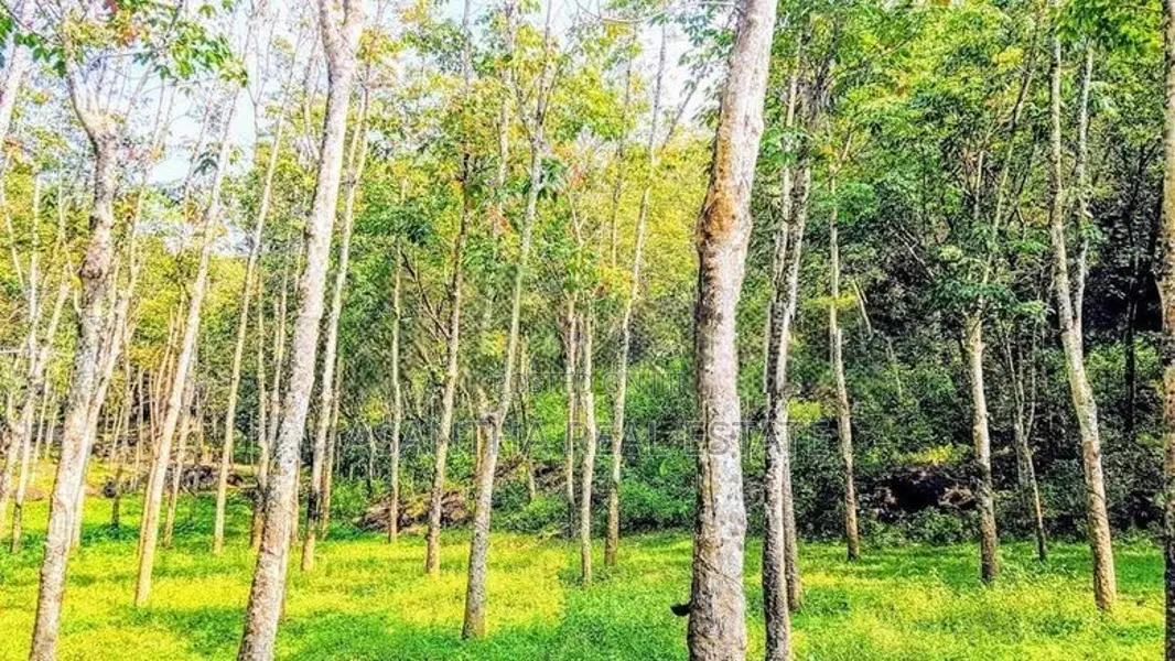 19 Acre Land Sale At Nebada Kaluthara