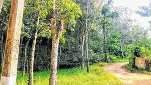 19 Acre Land Sale At Nebada Kaluthara