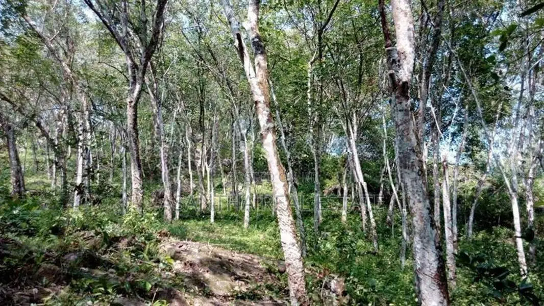 19 Acre Land Sale At Nebada Kaluthara