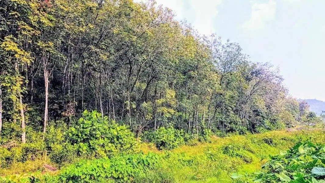 19 Acre Land Sale At Nebada Kaluthara