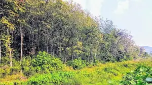 19 Acre Land Sale At Nebada Kaluthara