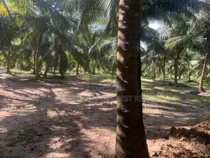 Puttalam : 25.5 Acres Coconut Estate for Sale at Wanathawilluwa