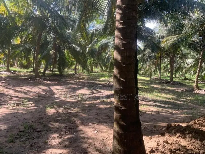 Puttalam : 25.5 Acres Coconut Estate for Sale at Wanathawilluwa