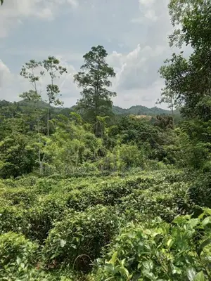 Galle : 3 Acers Tea Estate for Sale in Madakeediya