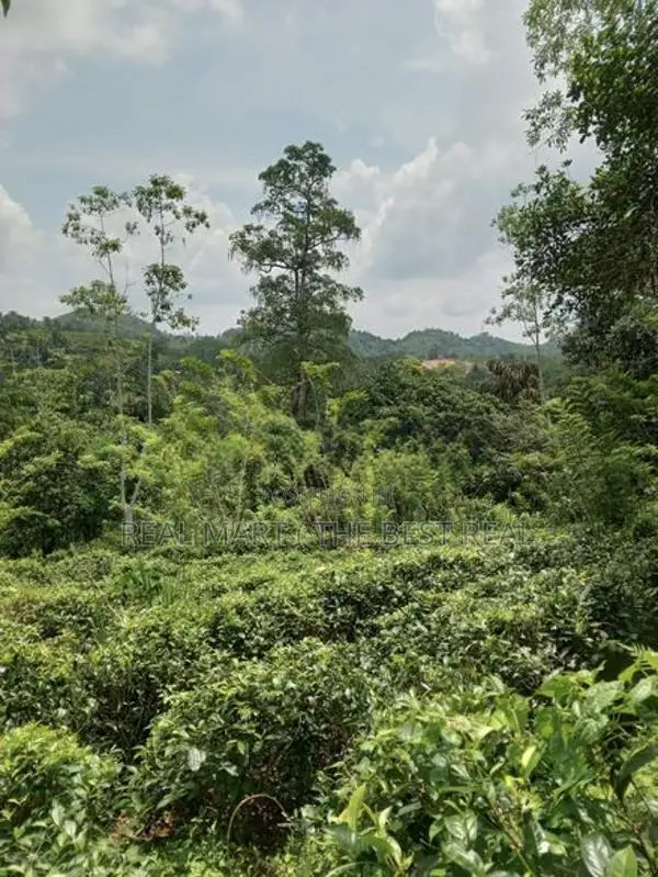 Galle : 3 Acers Tea Estate for Sale in Madakeediya