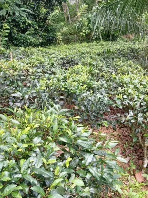 Galle : 3 Acers Tea Estate for Sale in Madakeediya