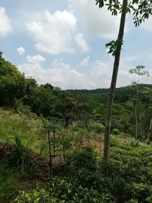 Galle : 3 Acers Tea Estate for Sale in Madakeediya