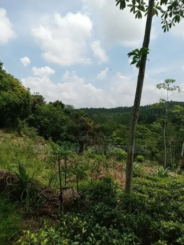Galle : 3 Acers Tea Estate for Sale in Madakeediya
