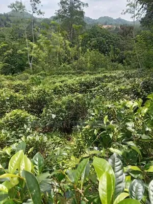 Galle : 3 Acers Tea Estate for Sale in Madakeediya