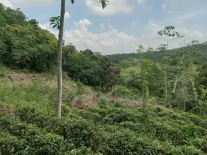 Galle : 3 Acers Tea Estate for Sale in Madakeediya