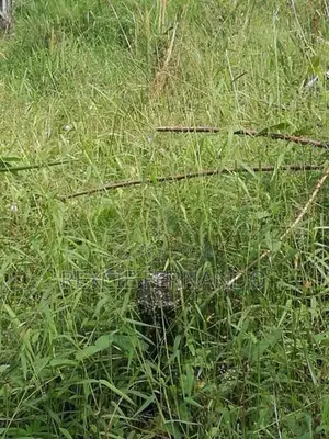 Bare land in Gonapala